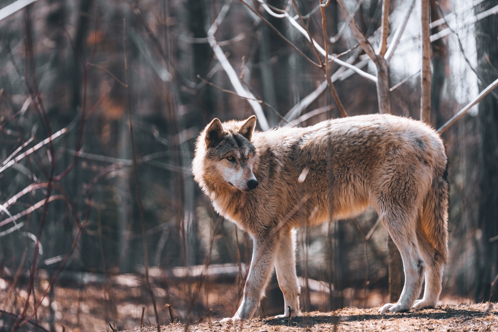 Enjoy the Christmas season at the Shalom Wildlife Zoo