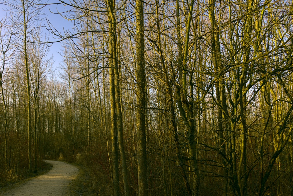 Beautiful nature trails at the Lion's Den Gorge Nature Preserve near our Wisconsin Bed and Breakfast