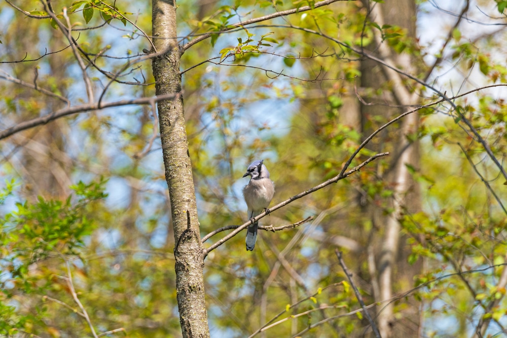 A bird in the trees at Horicon Marsh in Wisconsin