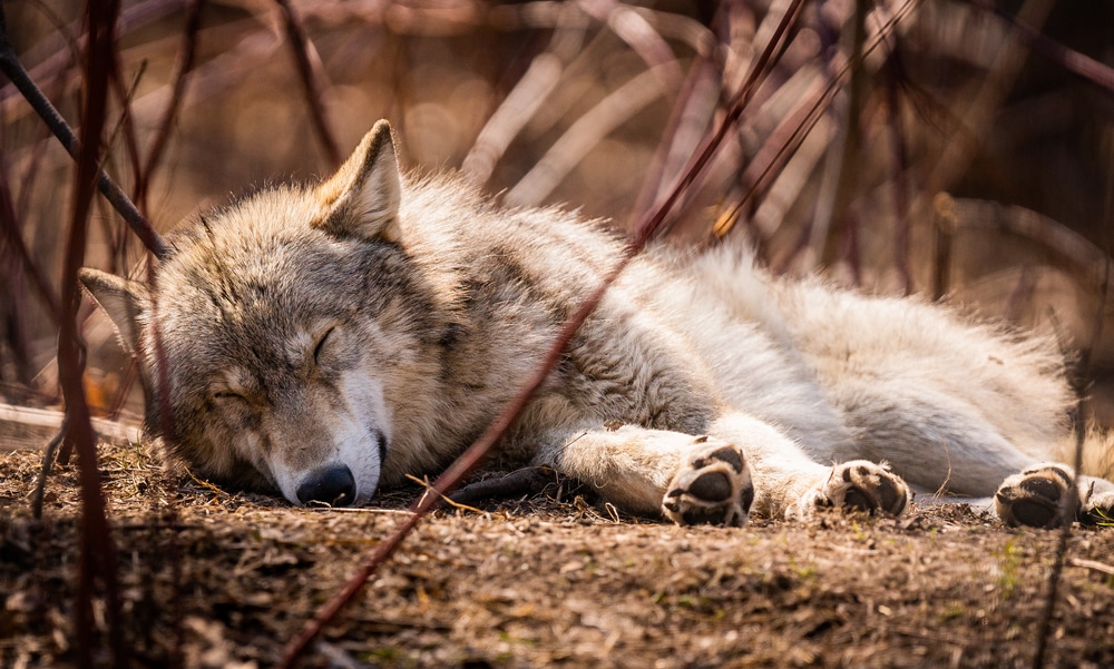 wolves at the Shalom Wildlife Zoo, one of the best things to do in West Bend, WI