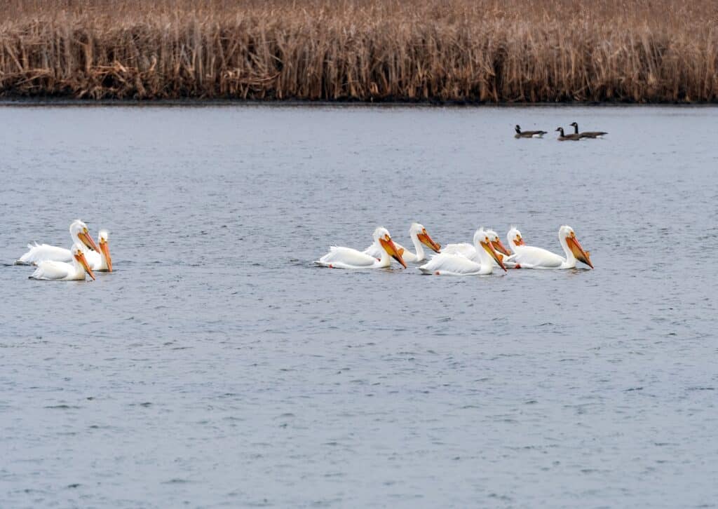 Visit the Horicon Marsh Bird Festival this spring and see white pelicans as well as other birds.